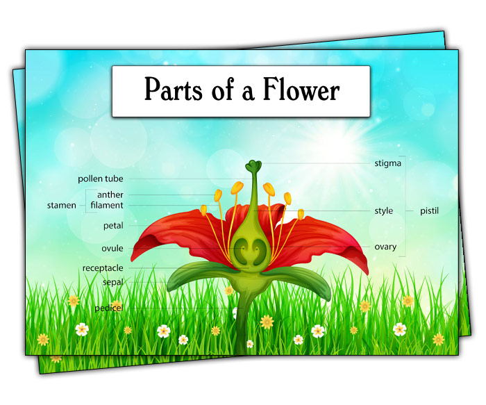 Parts Of A Flower For Kids