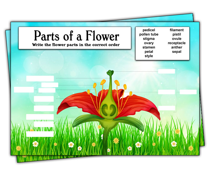 Parts Of A Flower For Kids fill the gaps