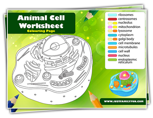Free Printable Animal Cell Worksheet Pdf | Just Family Fun