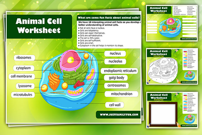 animal cell worksheet