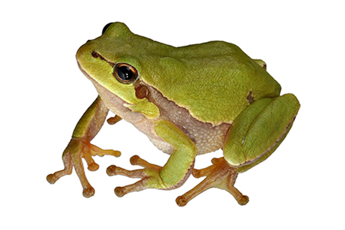 Fun facts about frogs