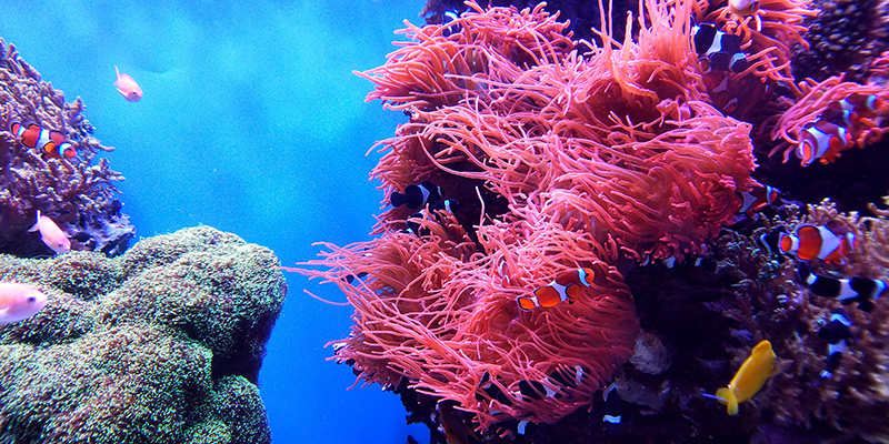 coral reef picture