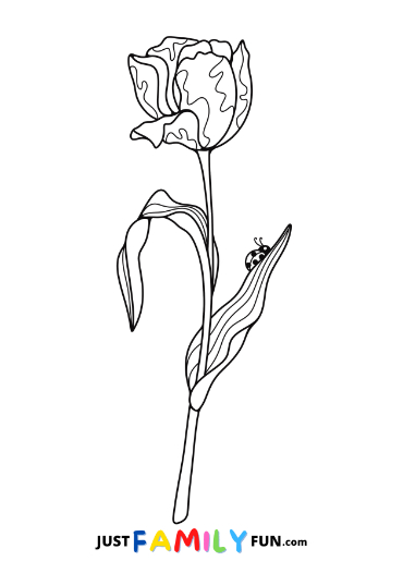tulip pictures to color