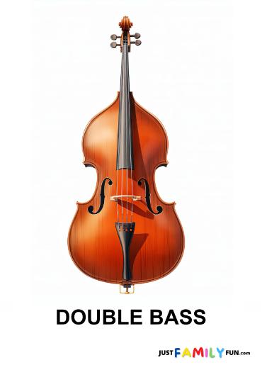 double bass musical instrument on white background