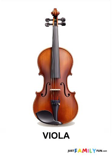 viola on white background