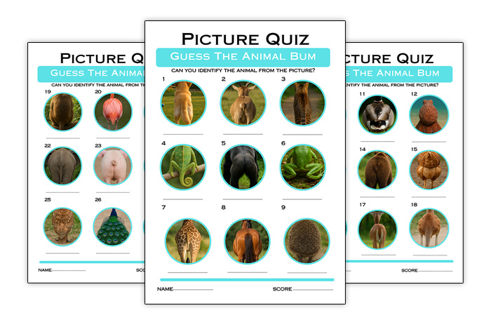 fun animal quiz