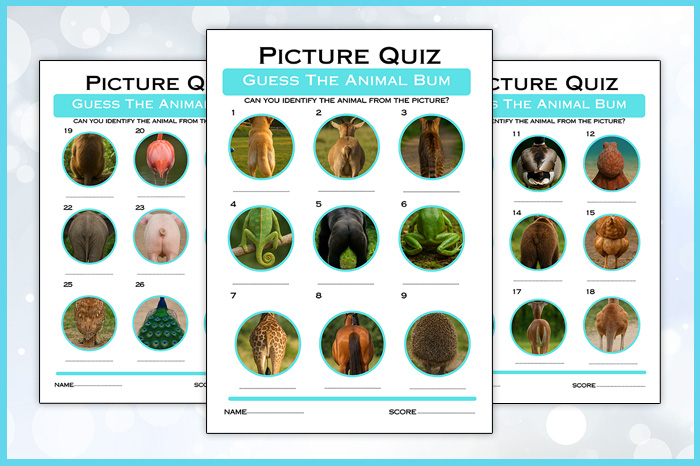 animal quiz