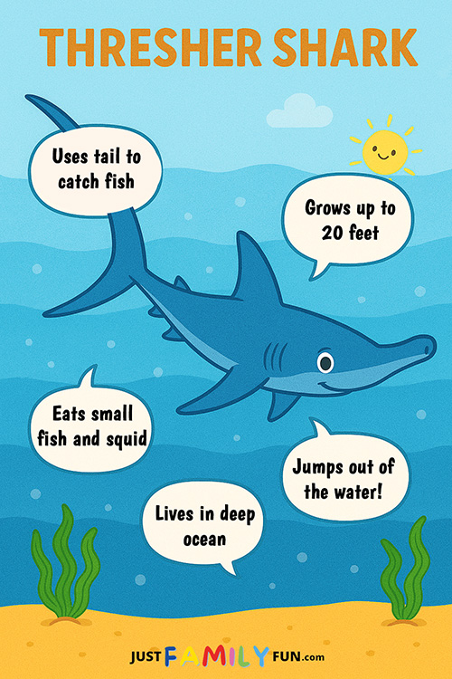 Fun Facts About Thresher Sharks