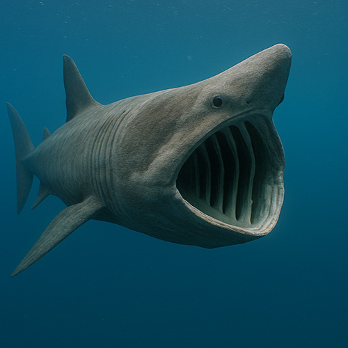 photo of a basking shark