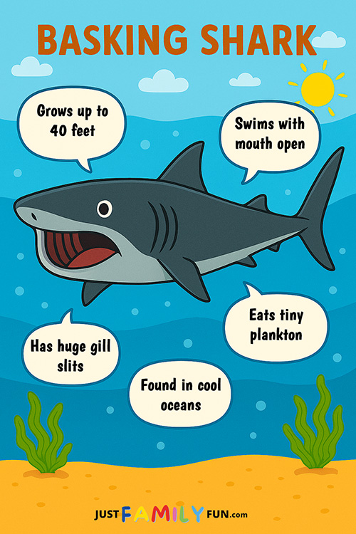 Fun Facts About Basking Sharks