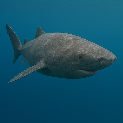 photo of a greenland shark