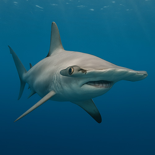 photo of a hammerhead shark