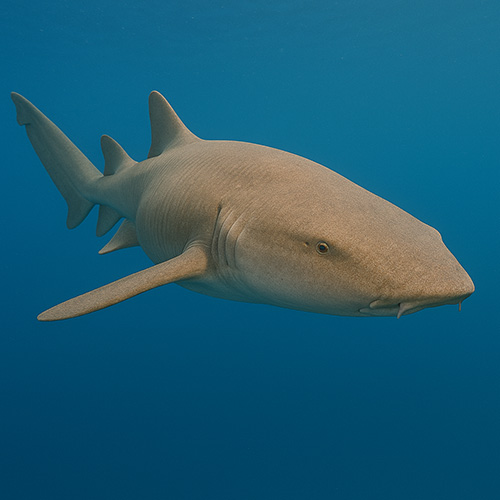 photo of a Nurse Shark