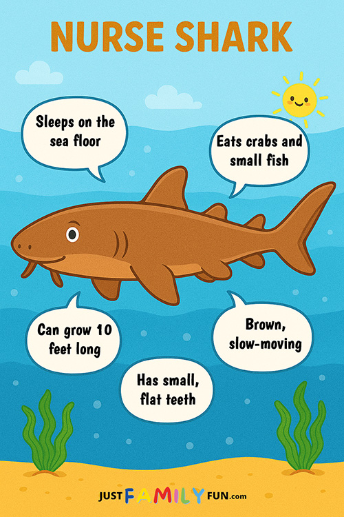 Fun Facts About Nurse Sharks