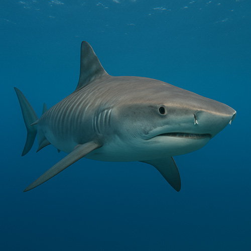 photo of a tiger shark
