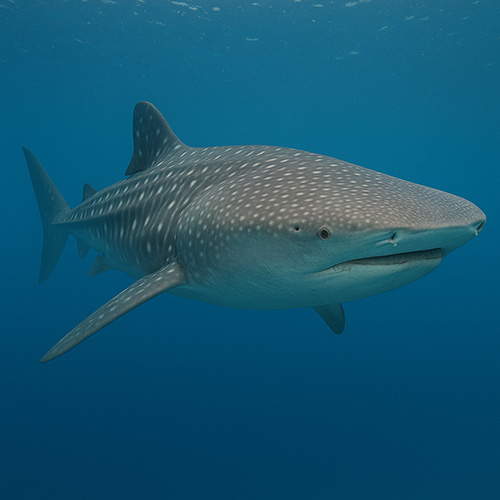 photo of a Whale Shark