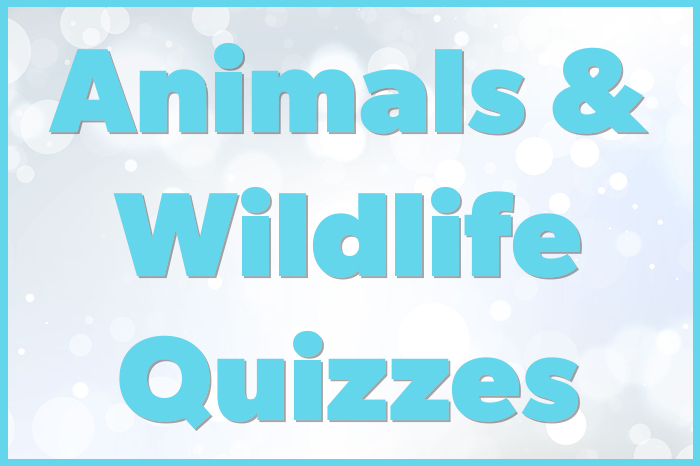 animal and wildlife quizzes